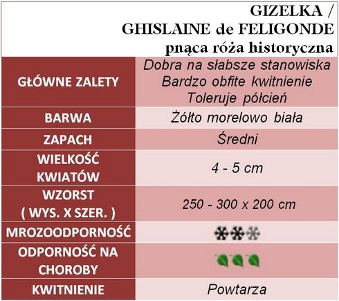 Gizelka pnąca róża hidtoryczna